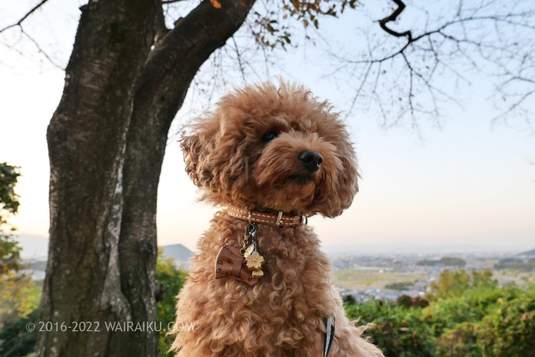奈良県　犬とお出かけ　甘樫丘