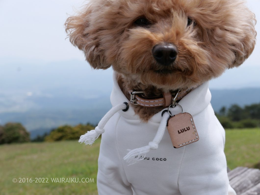 犬とお揃いの服とアクセサリー