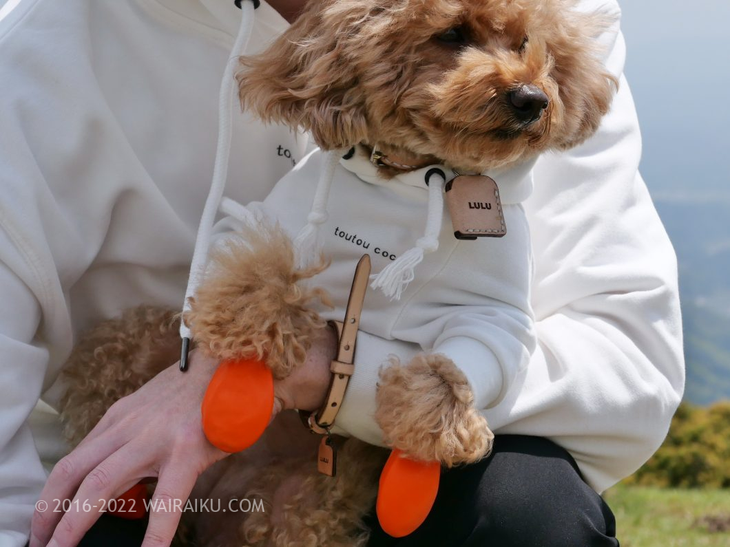 犬とお揃いの服