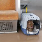 犬と電車に乗る