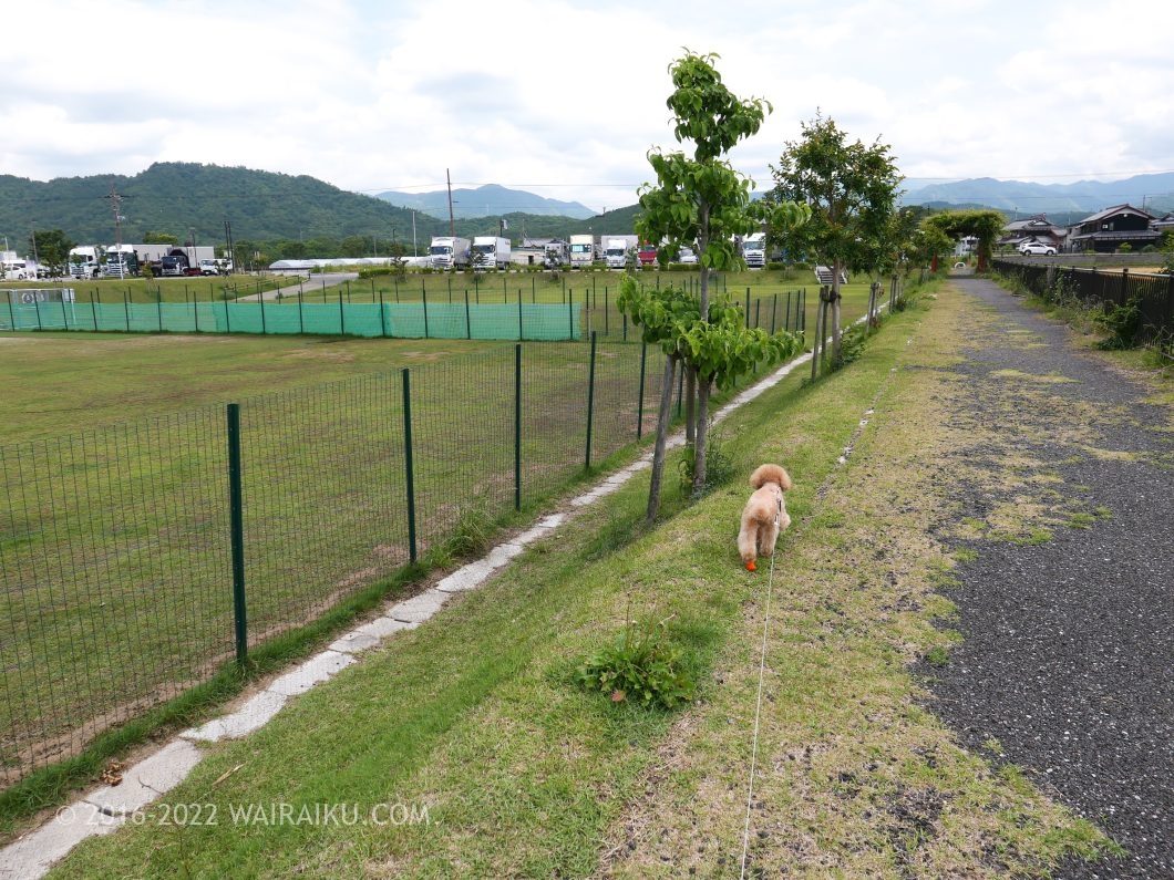 道の駅せせらぎの里こうら ドッグラン