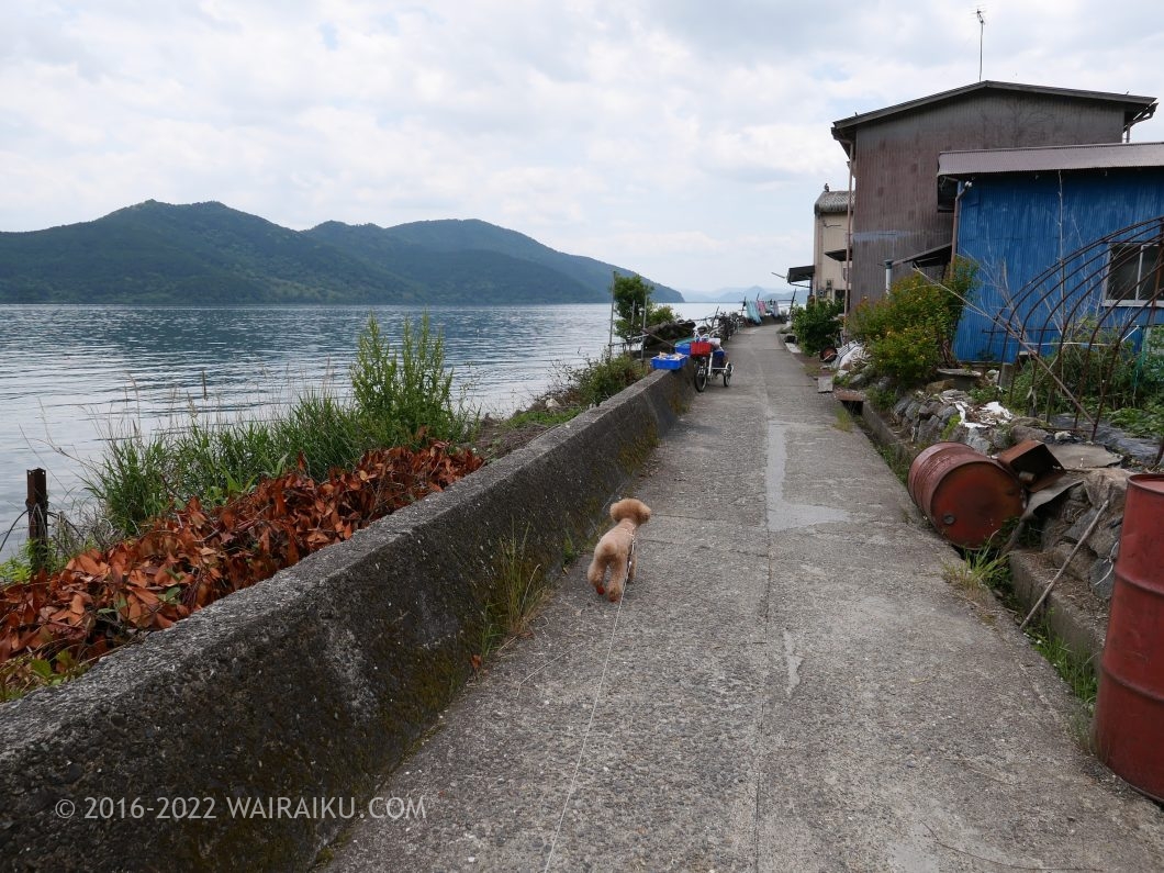 沖島 犬連れ