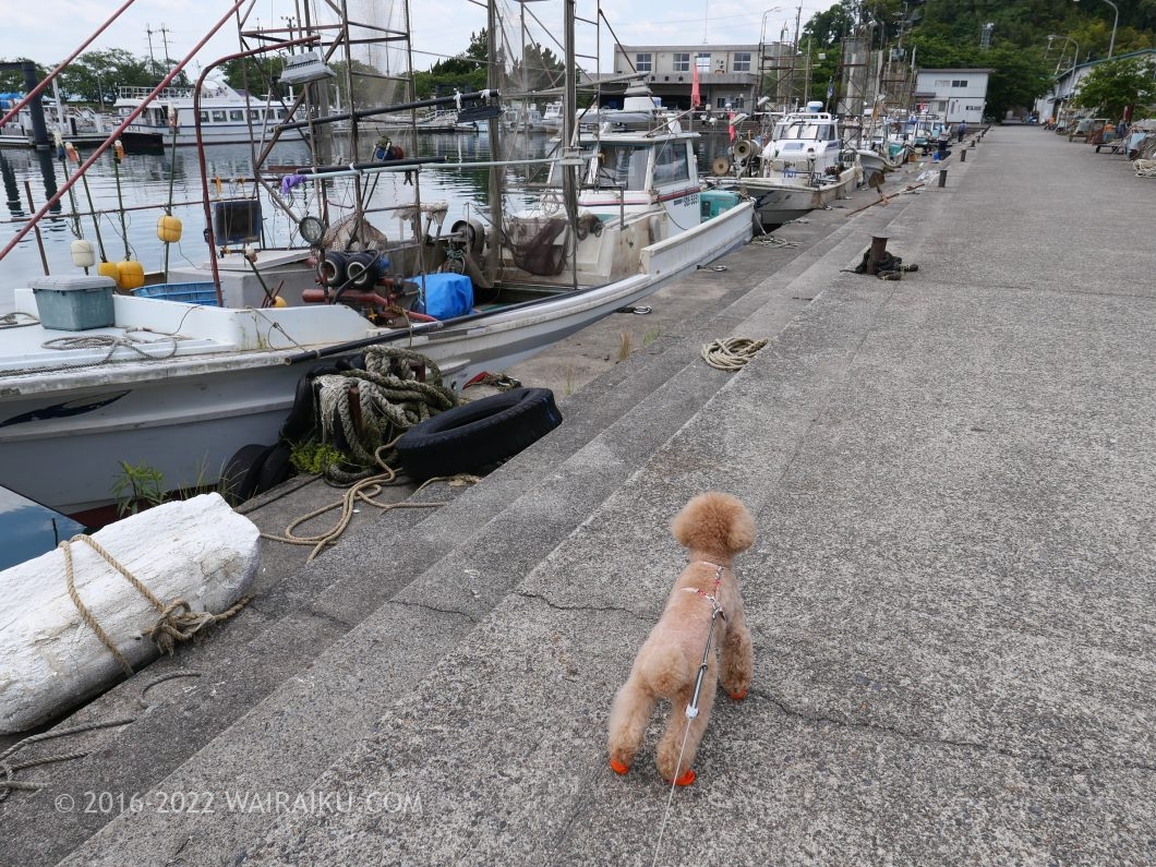 沖島 犬連れ