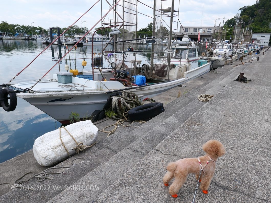 沖島 犬連れ