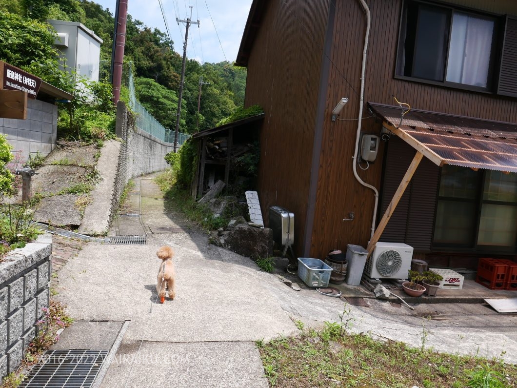 沖島 犬連れ
