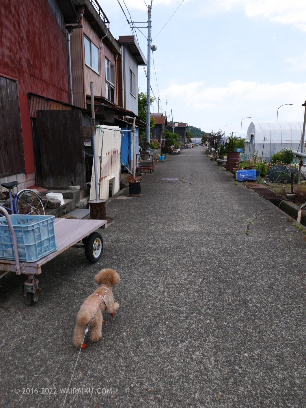 沖島 犬連れ