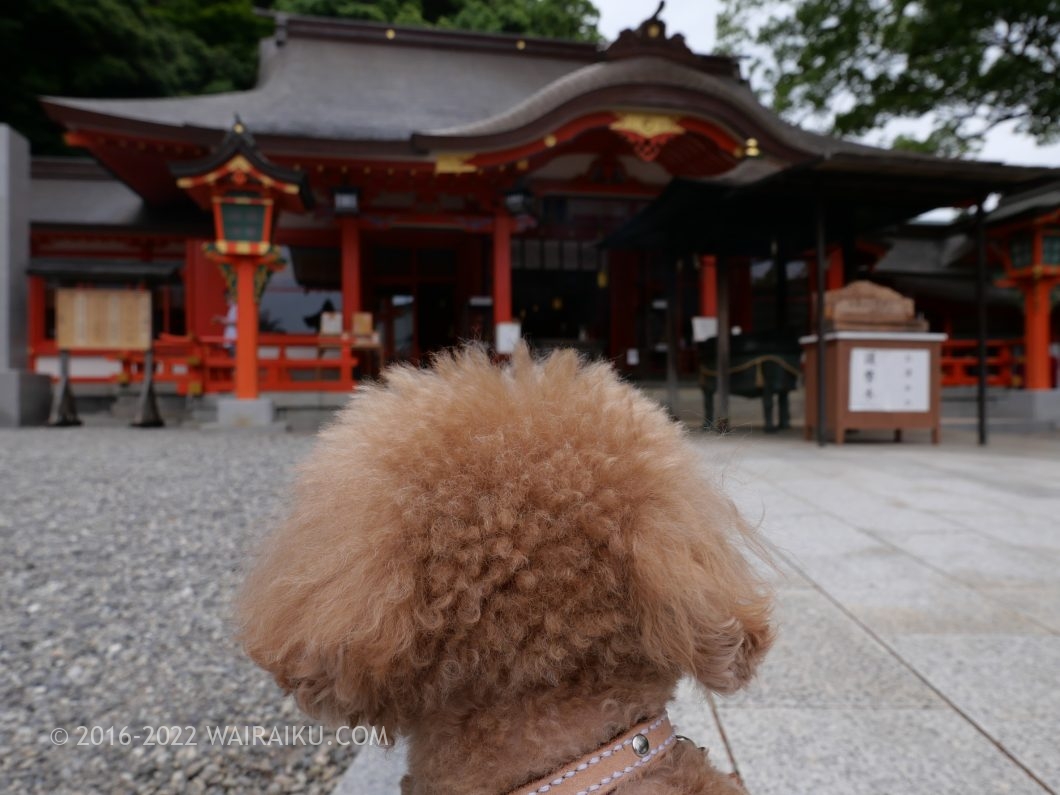 那智大社 犬連れ