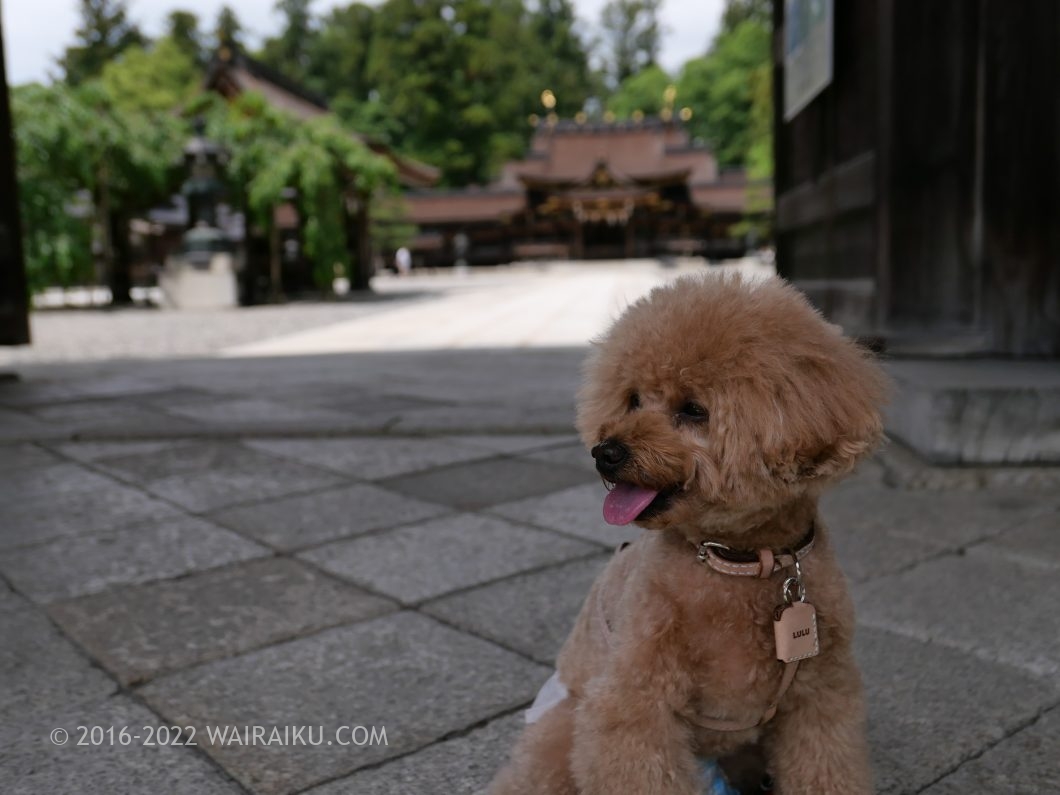 多賀大社 犬