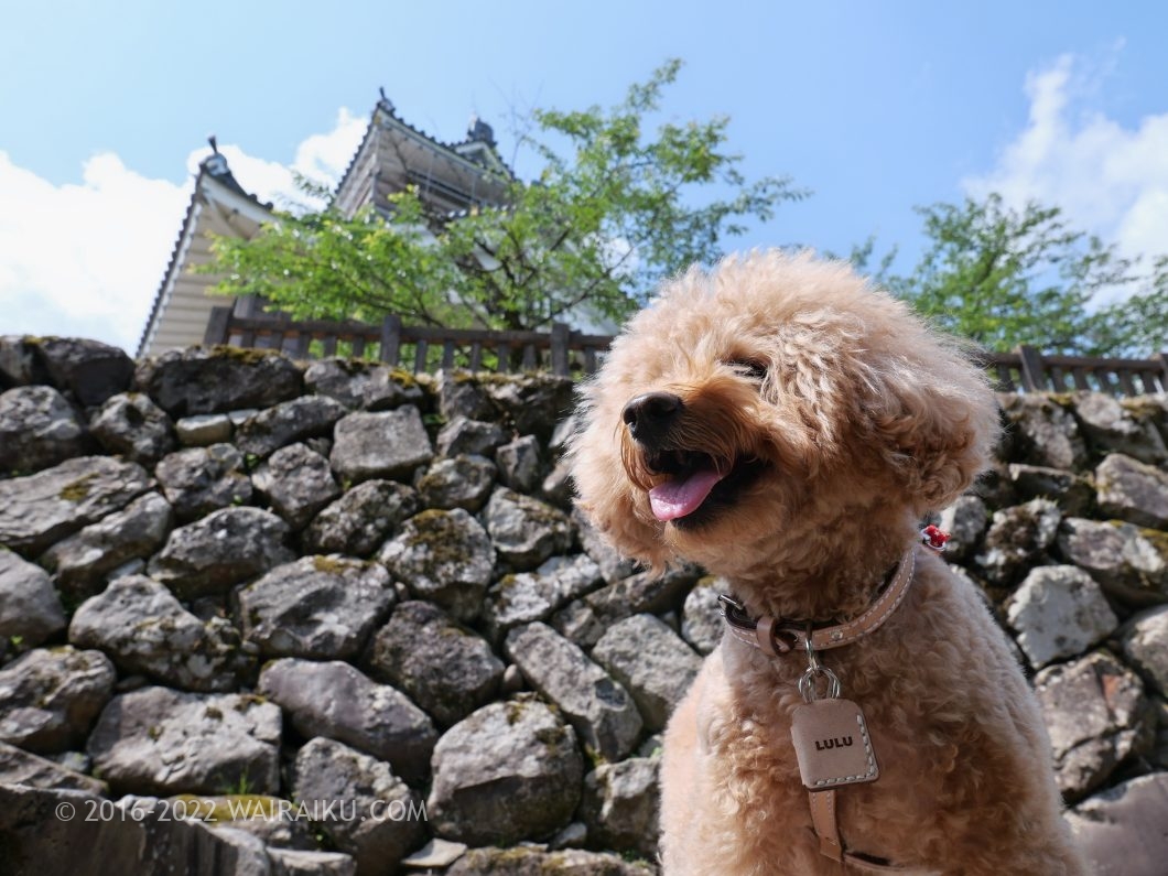 越前大野城 犬連れ