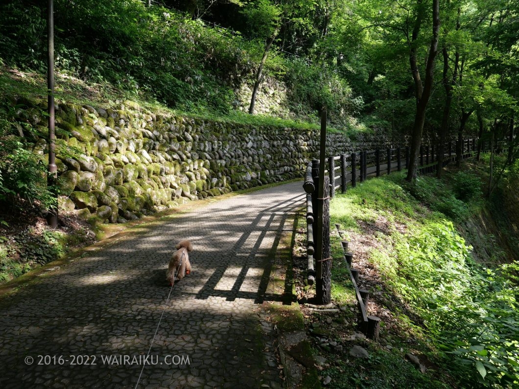 越前大野城 犬連れ