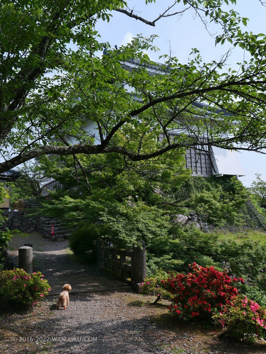 越前大野城 犬連れ