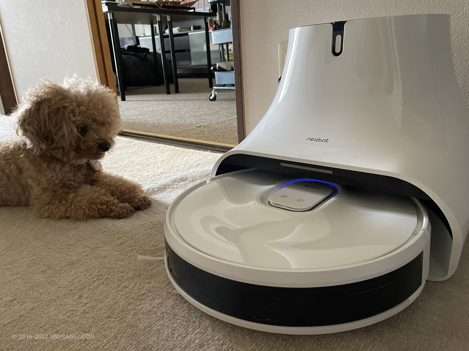 犬とロボット掃除機が共存して起きる問題を検証しました