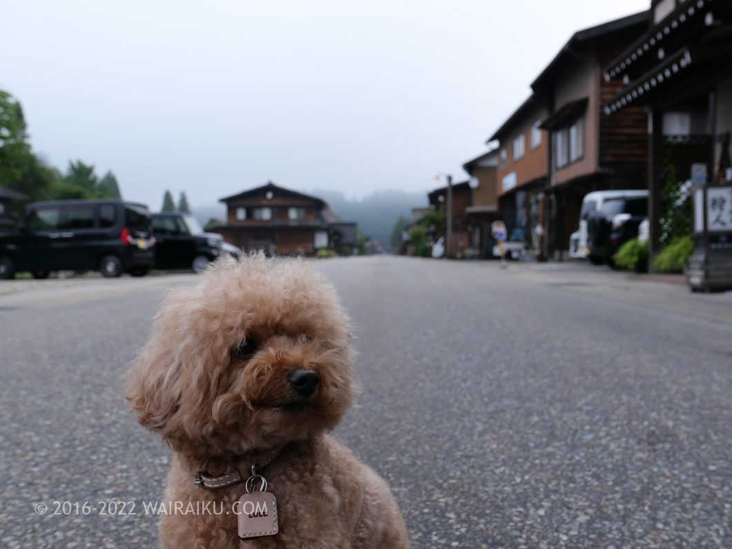 白川郷 犬連れ