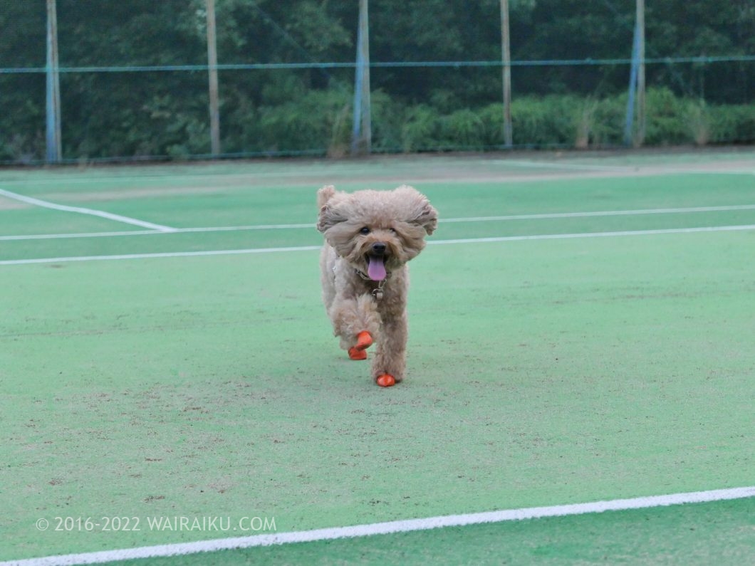 ホテルベルヴェデーレ 犬連れ ドッグラン