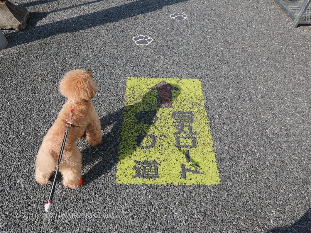 達磨寺 雪丸ロード