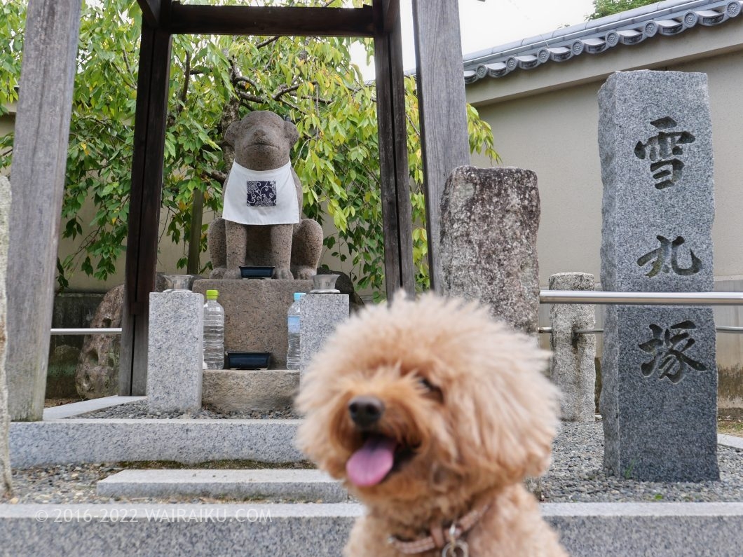 達磨寺 犬連れ