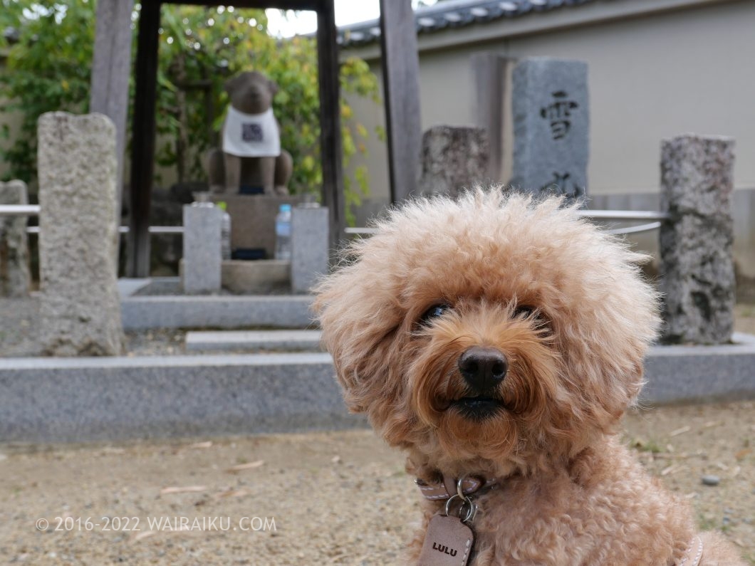 達磨寺 犬連れ