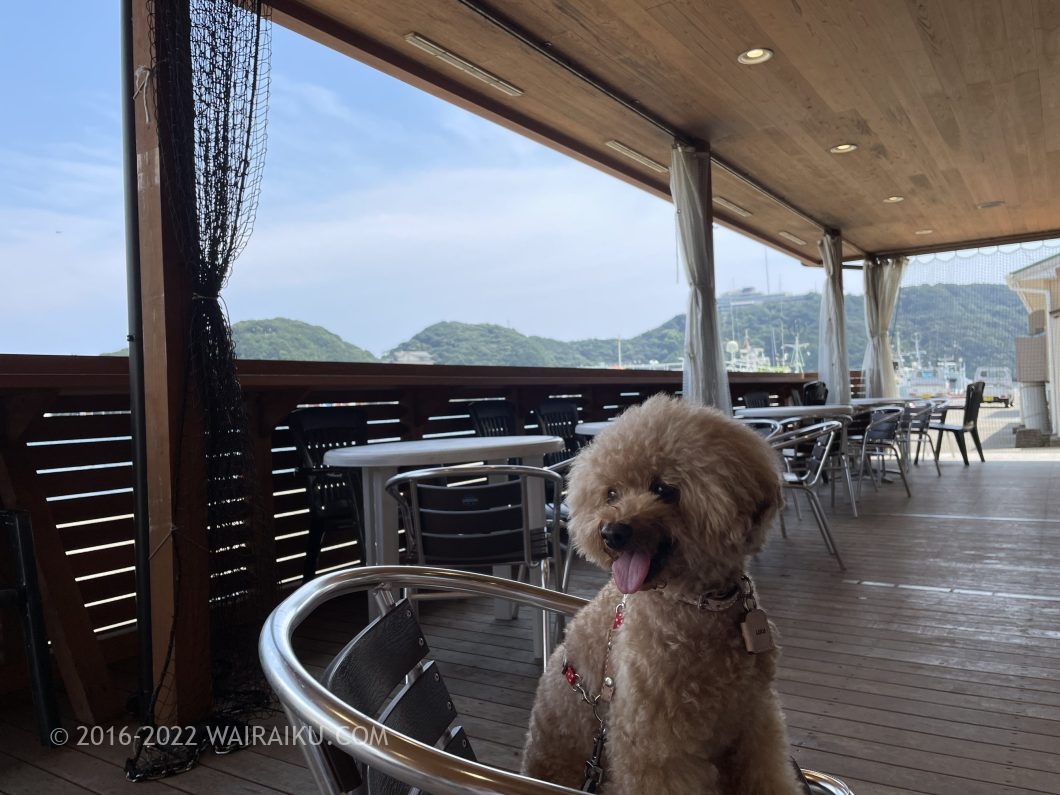 勝浦漁港にぎわい市場 朝ごはん 犬連れ