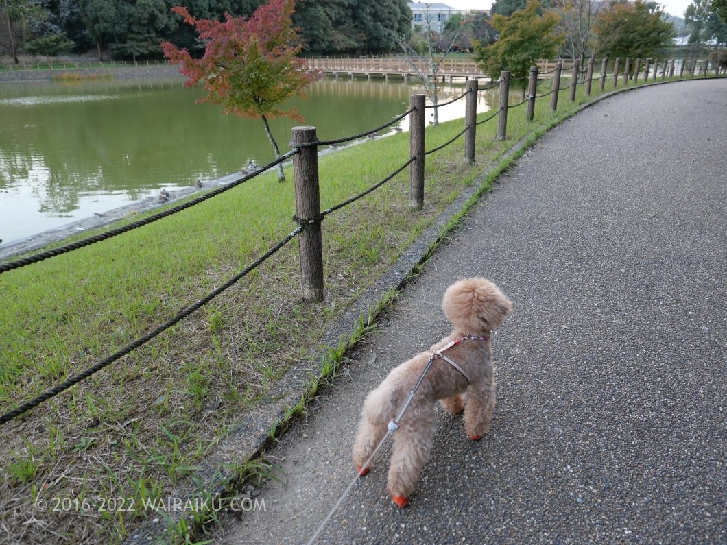 橿原神宮 犬連れ