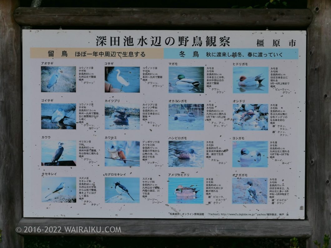 橿原神宮 犬連れ