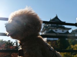 和歌山城 犬連れ