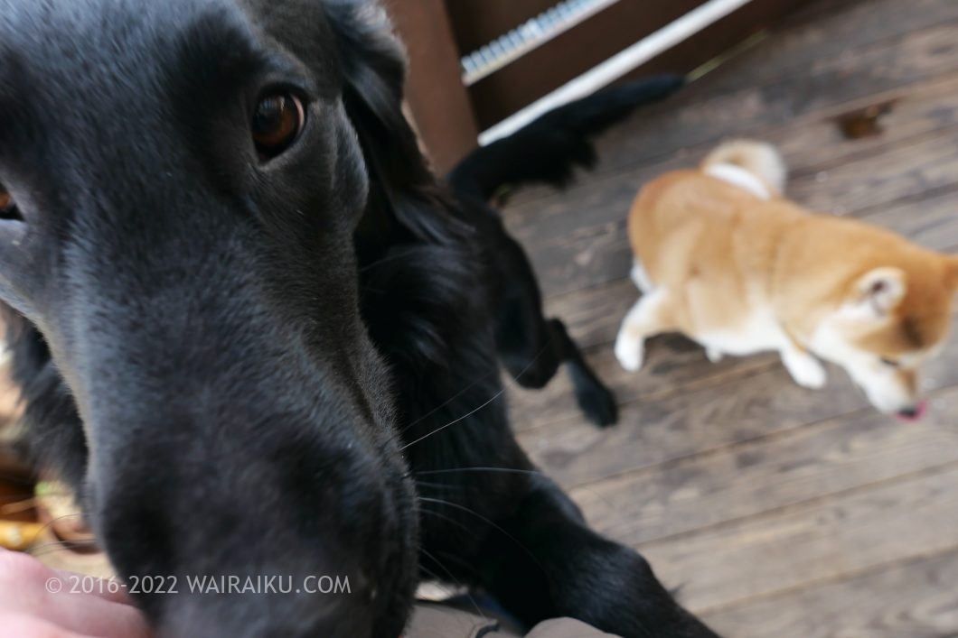 下呂温泉 ドッグカフェ わんモア