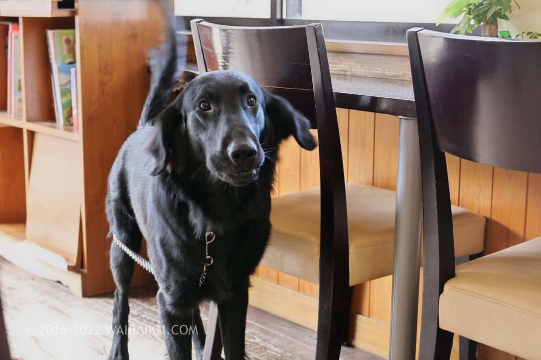 下呂温泉 ドッグカフェ わんモア