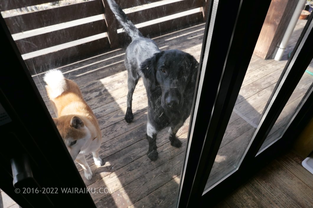 下呂温泉 ドッグカフェ わんモア