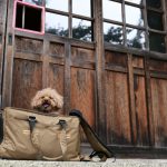 胡宮神社 犬連れ 多賀の三社参り