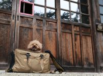 胡宮神社 犬連れ 多賀の三社参り