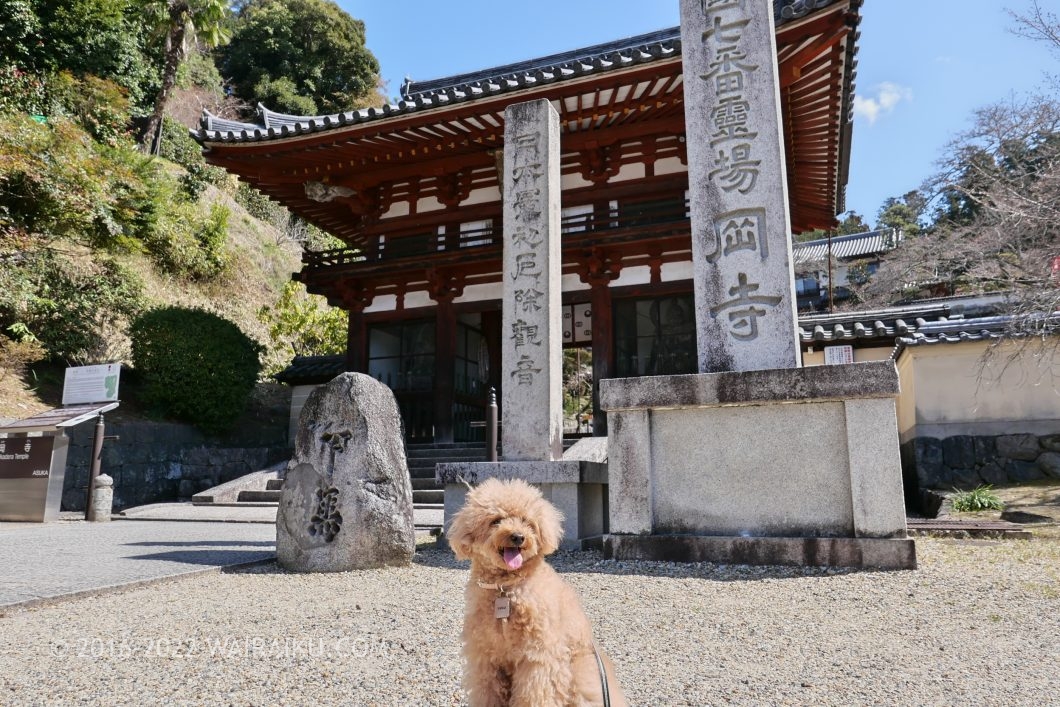 奈良県　犬とお出かけ　岡寺