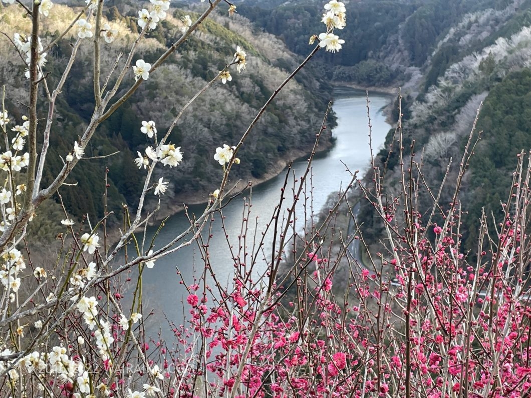月ヶ瀬梅林 一目八景 犬連れ