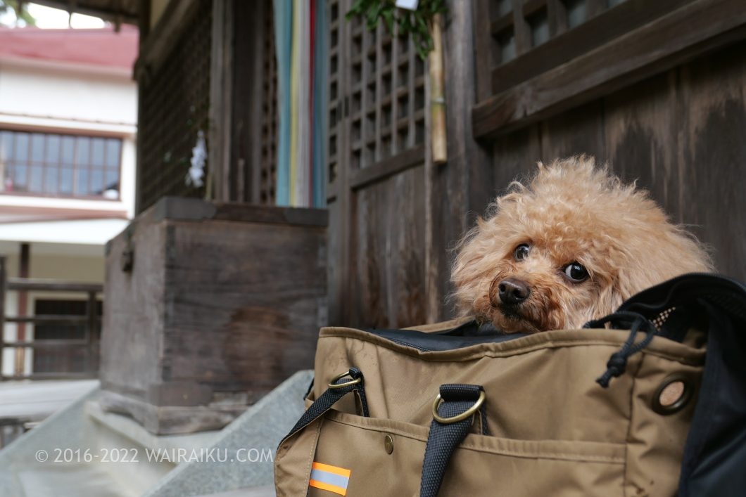 大瀧神社 犬連れ 多賀の三社参り
