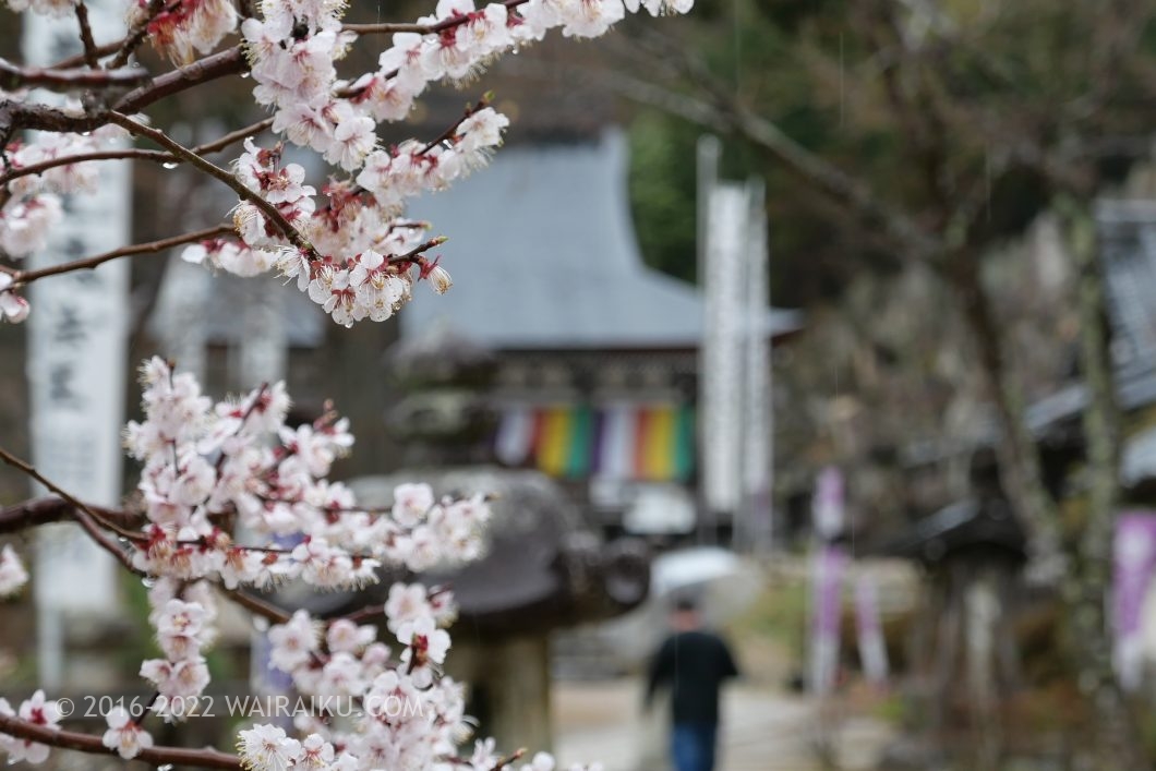 観音正寺 犬連れ