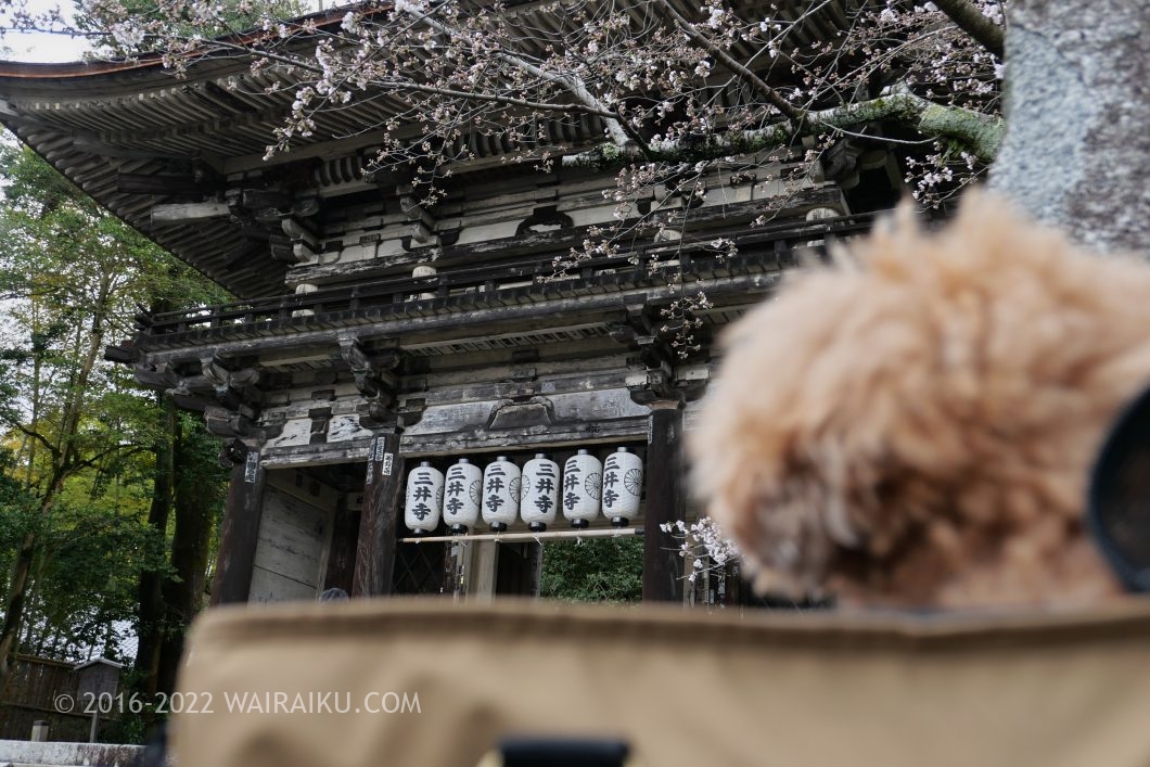 三井寺 園城寺 犬連れ