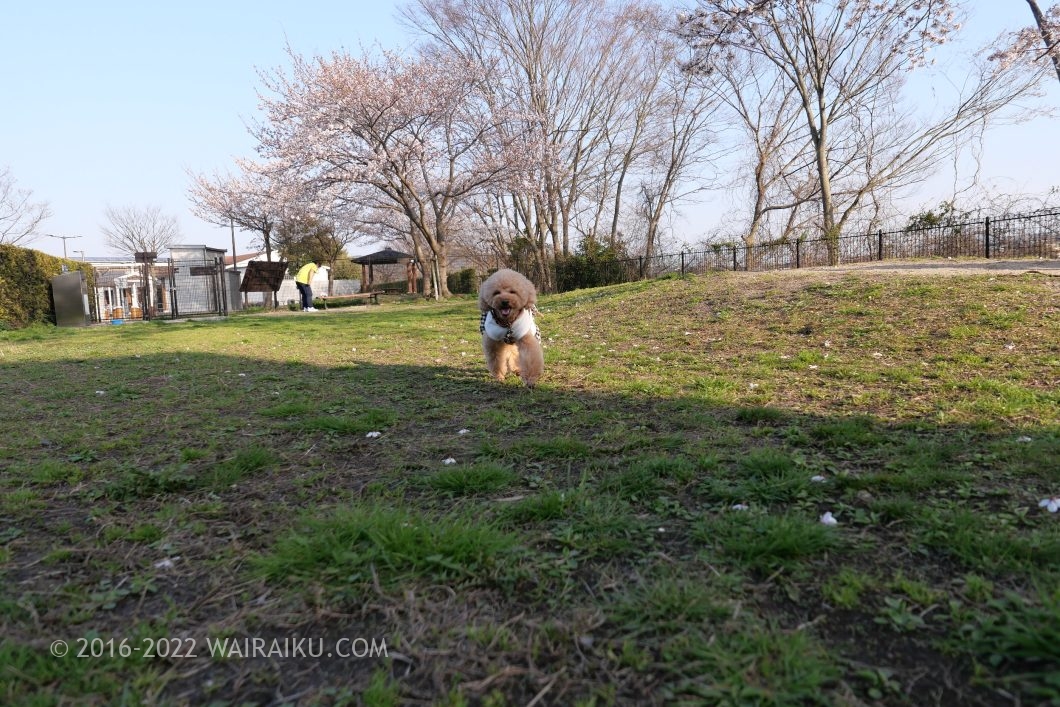名神高速道路　下り　ドッグラン　菩提寺PA