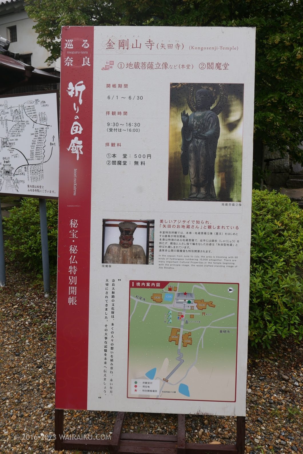 矢田寺 犬 あじさい