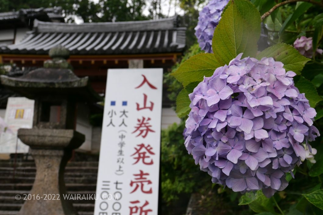 矢田寺 犬 あじさい
