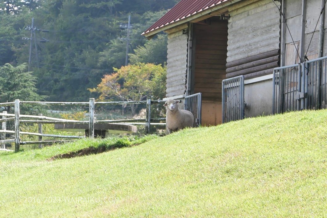 碇高原牧場