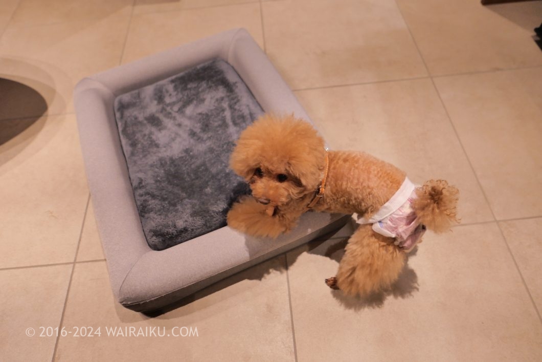 Rakuten STAY TERRACE 箱根小涌谷 ペットフレンドリールーム