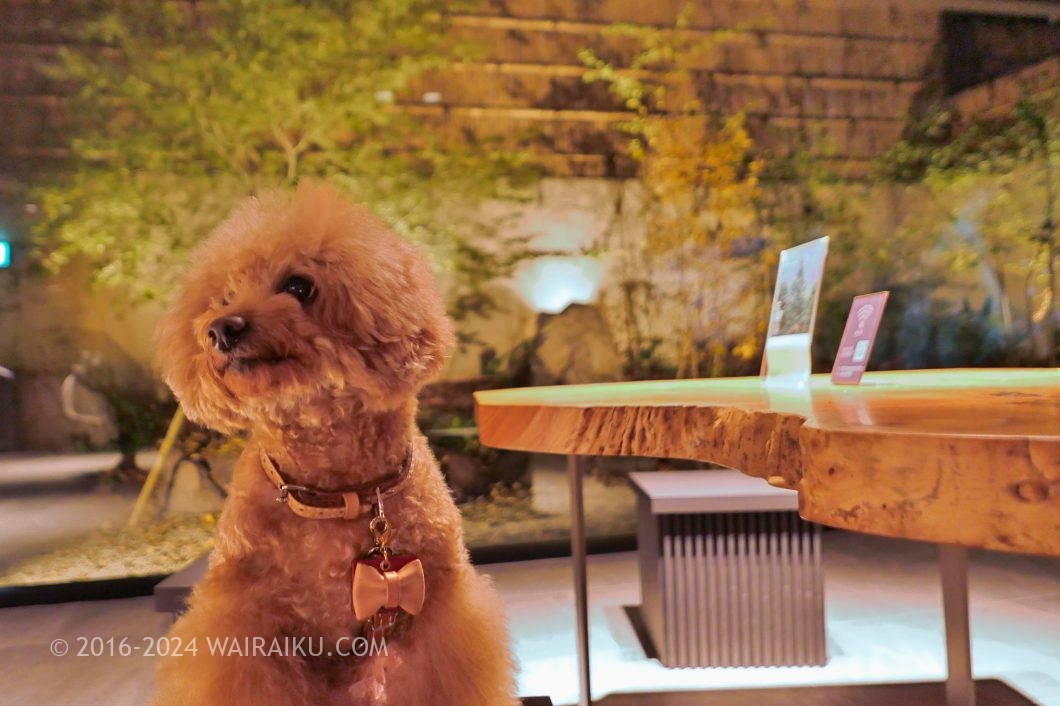 Rakuten STAY TERRACE 箱根小涌谷 ペットと泊まれる宿