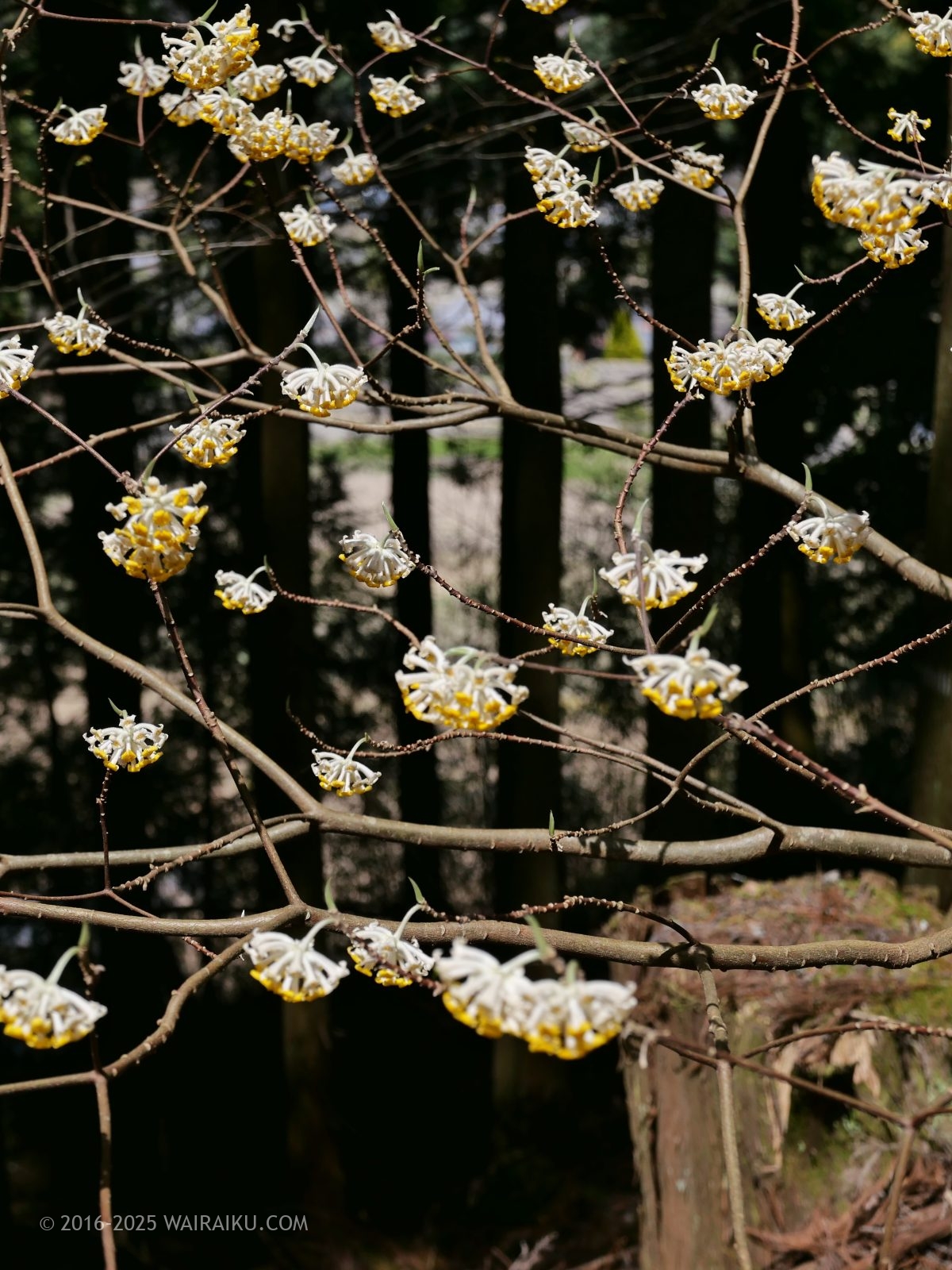 美杉のミツマタ群生地