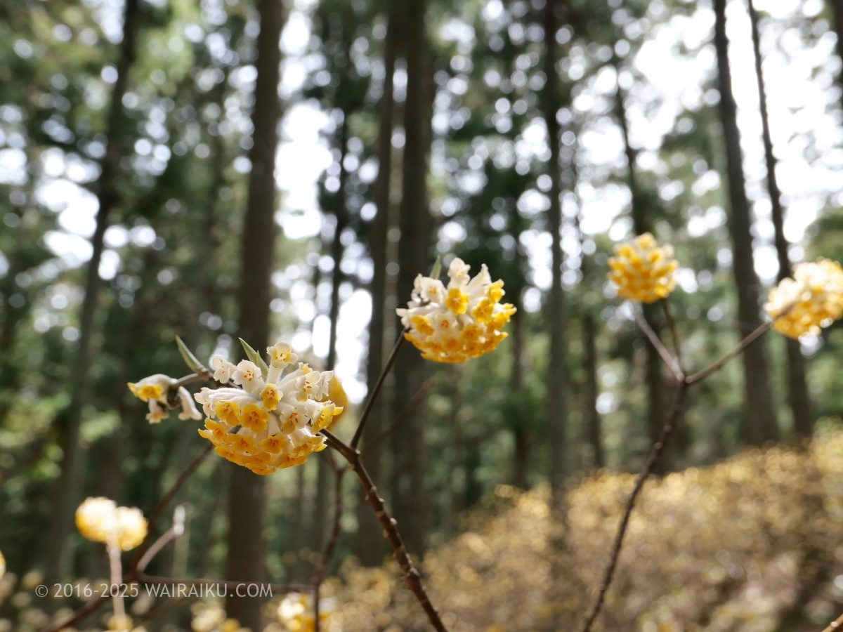 美杉のミツマタ群生地