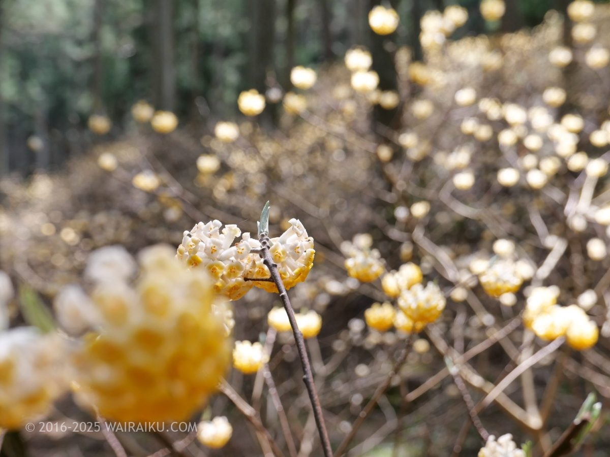 美杉のミツマタ群生地