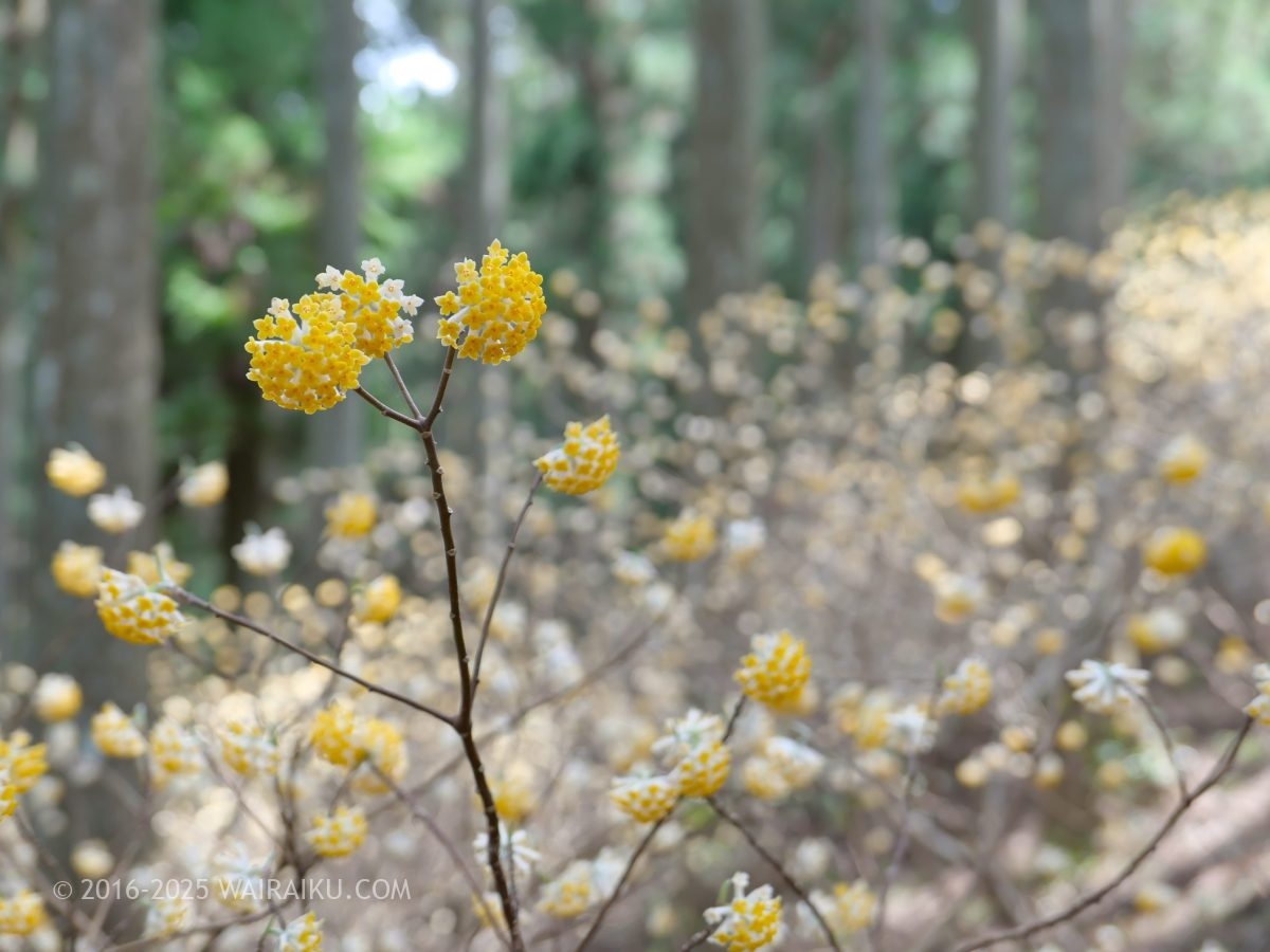 美杉のミツマタ群生地