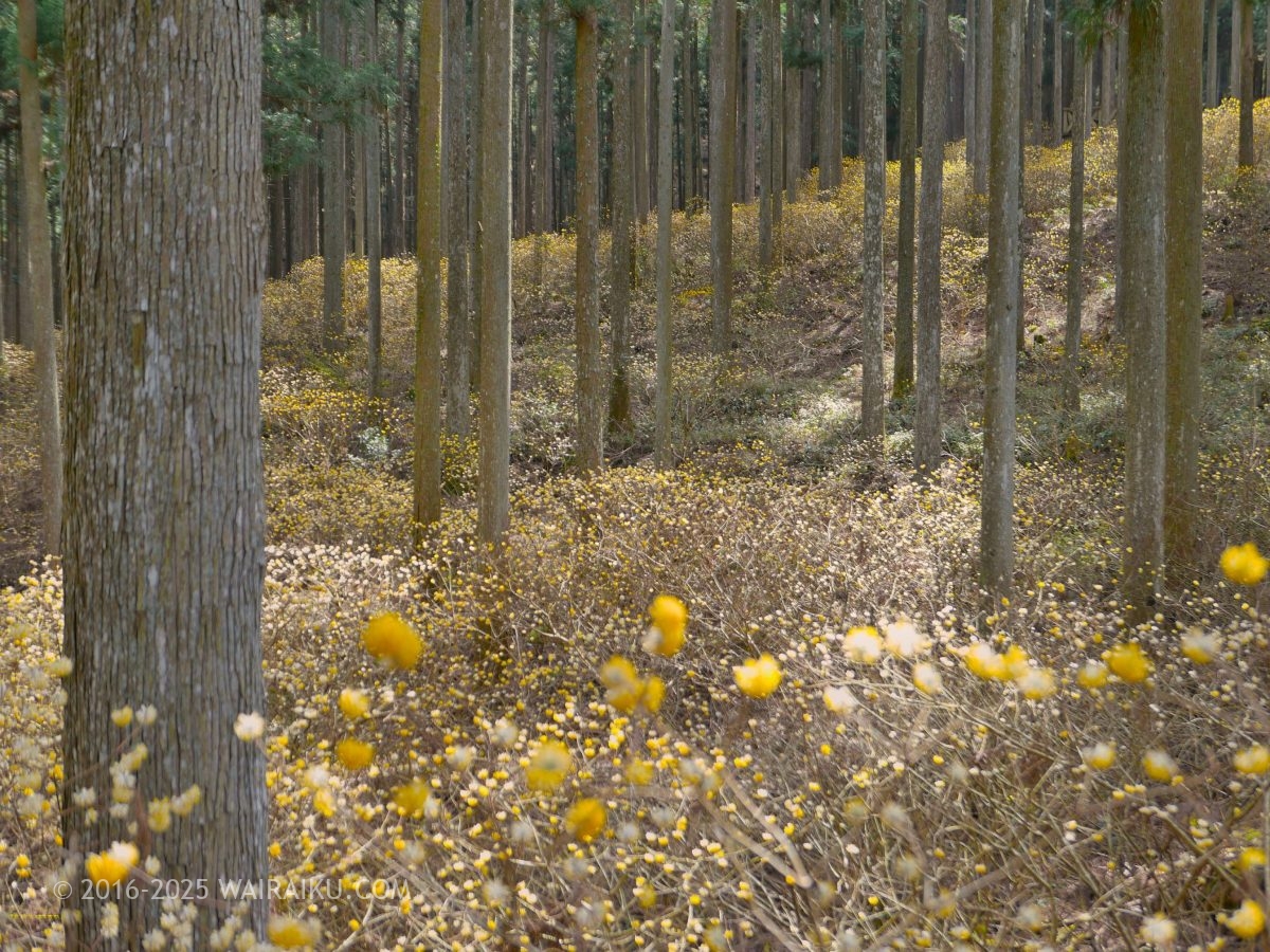 美杉のミツマタ群生地