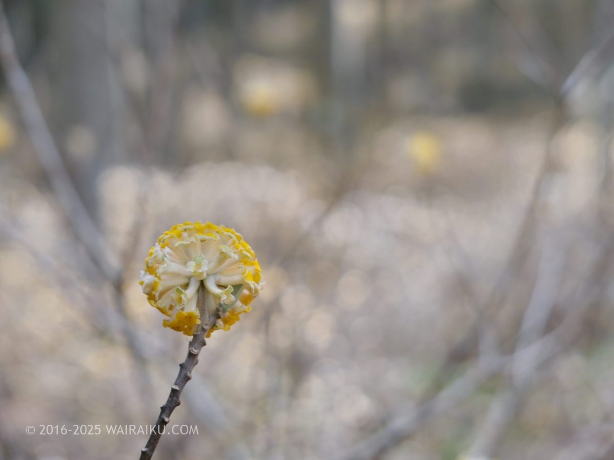 美杉のミツマタ群生地
