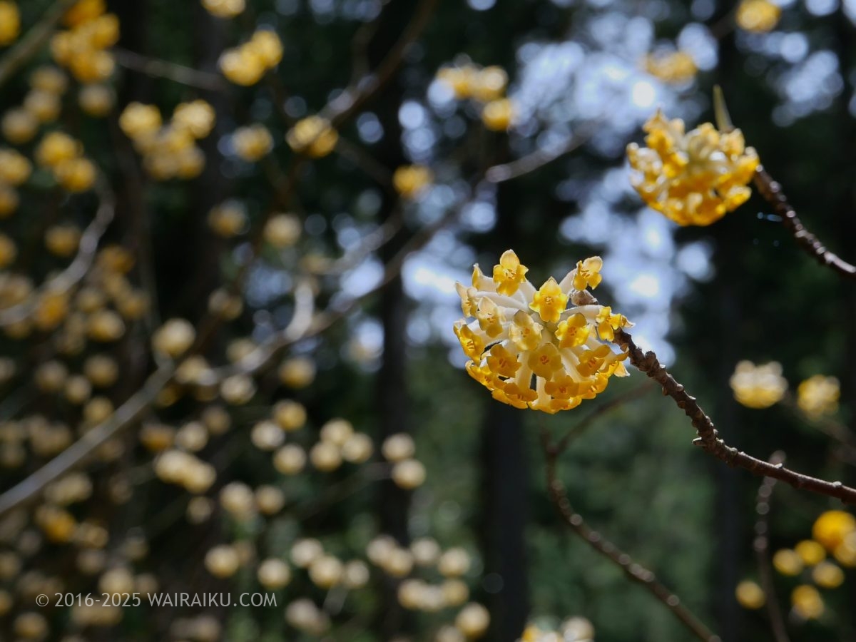 美杉のミツマタ群生地