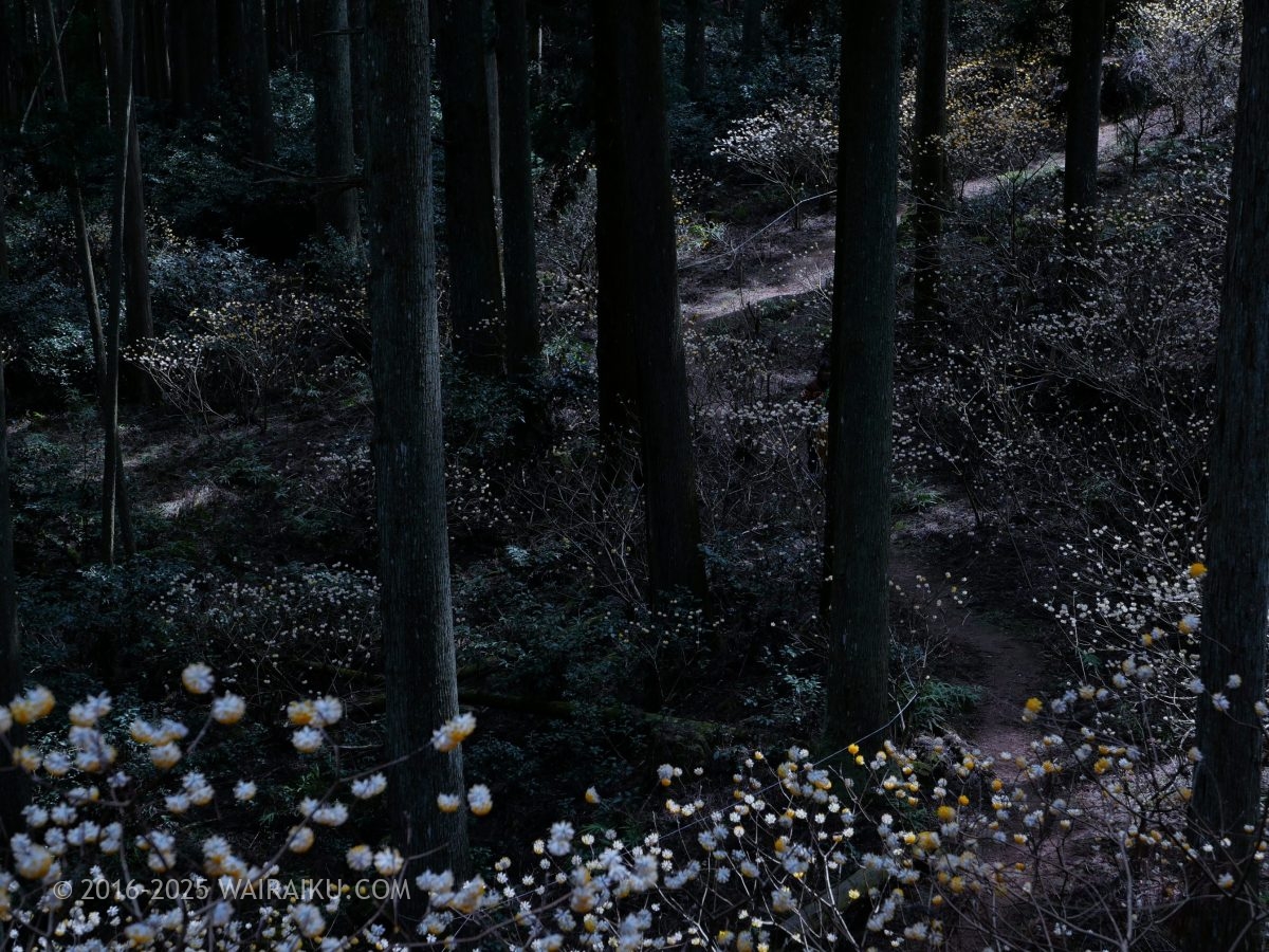 美杉のミツマタ群生地