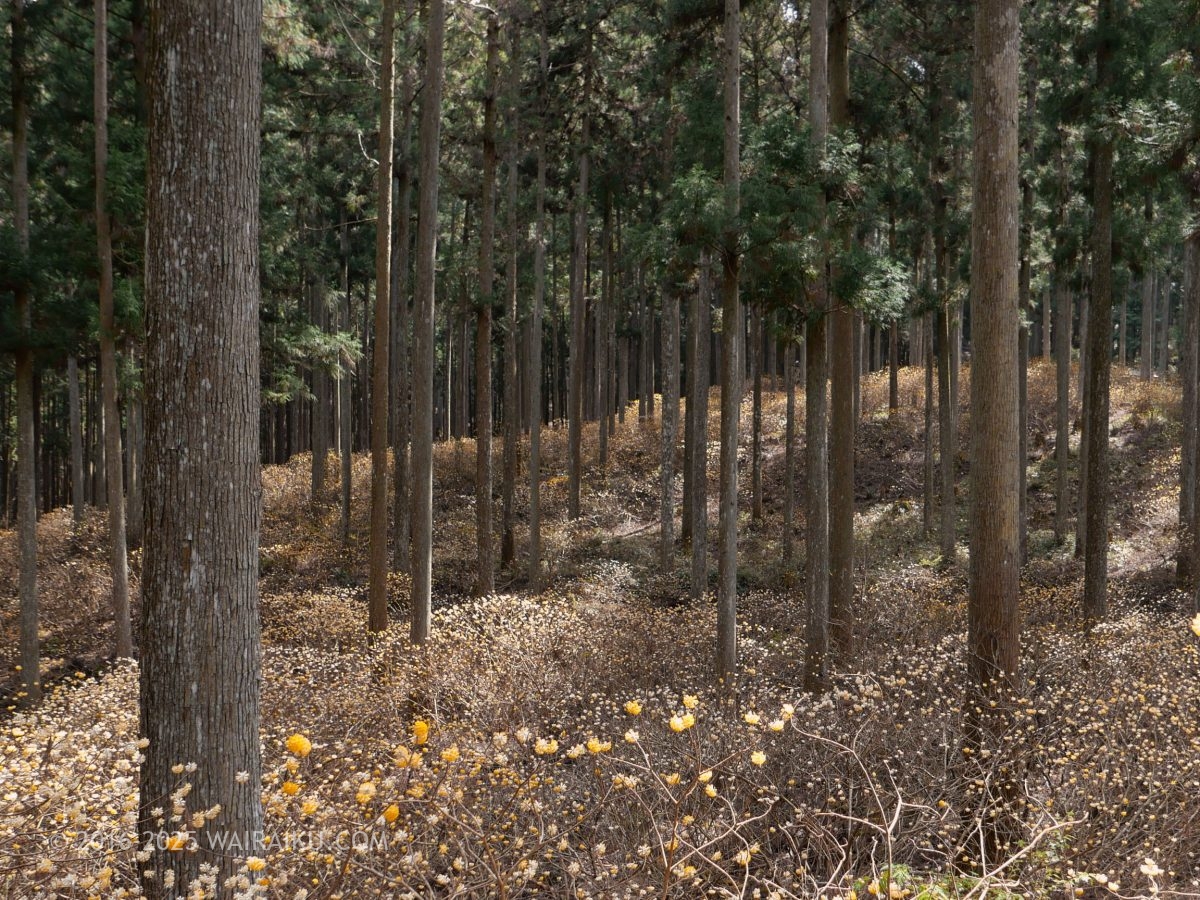 美杉のミツマタ群生地